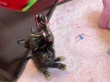 KITTEN2, Katze, Hauskatze in Rumänien - Bild 6