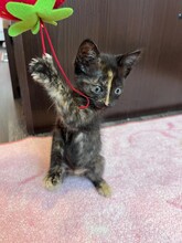 KITTEN2, Katze, Hauskatze in Rumänien - Bild 7