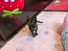 KITTEN2, Katze, Hauskatze in Rumänien - Bild 8