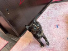 KITTEN2, Katze, Hauskatze in Rumänien - Bild 9