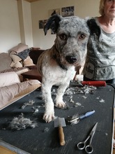 WERNER, Hund, Mischlingshund in Herne - Bild 1