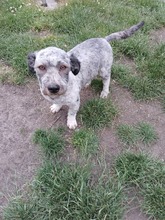 WERNER, Hund, Mischlingshund in Herne - Bild 2