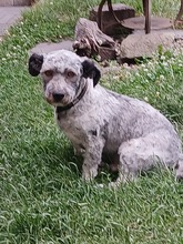 WERNER, Hund, Mischlingshund in Herne - Bild 3