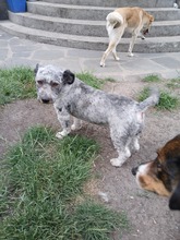 WERNER, Hund, Mischlingshund in Herne - Bild 4
