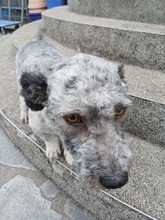 WERNER, Hund, Mischlingshund in Herne - Bild 5