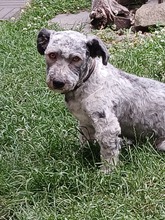 WERNER, Hund, Mischlingshund in Herne - Bild 6