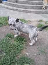 WERNER, Hund, Mischlingshund in Herne - Bild 7