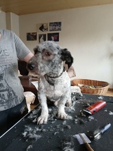 WERNER, Hund, Mischlingshund in Herne - Bild 8