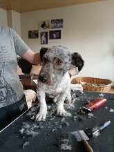 WERNER, Hund, Mischlingshund in Herne - Bild 9