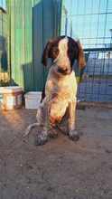 LUDWIG, Hund, Mischlingshund in Rumänien - Bild 1