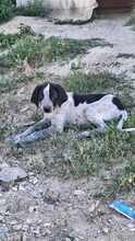 LUDWIG, Hund, Mischlingshund in Rumänien - Bild 2