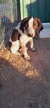 LUDWIG, Hund, Mischlingshund in Rumänien - Bild 4