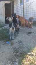 LUDWIG, Hund, Mischlingshund in Rumänien - Bild 5