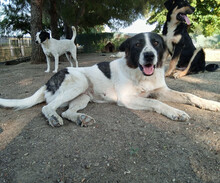 NALA, Hund, Mischlingshund in Griechenland - Bild 1