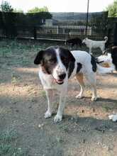 NALA, Hund, Mischlingshund in Griechenland - Bild 3