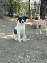 NALA, Hund, Mischlingshund in Griechenland - Bild 4