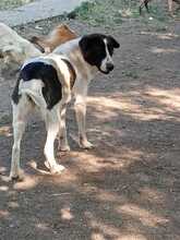 NALA, Hund, Mischlingshund in Griechenland - Bild 5