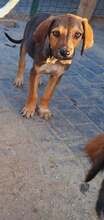 LEON, Hund, Mischlingshund in Rumänien - Bild 1