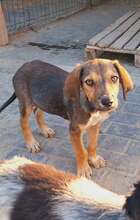 LEON, Hund, Mischlingshund in Rumänien - Bild 2