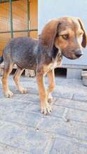LEON, Hund, Mischlingshund in Rumänien - Bild 3