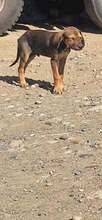 LEON, Hund, Mischlingshund in Rumänien - Bild 4