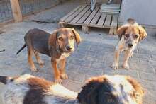 LEON, Hund, Mischlingshund in Rumänien - Bild 5