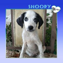 SNOOPY, Hund, Mischlingshund in Griechenland - Bild 1