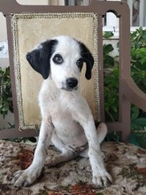 SNOOPY, Hund, Mischlingshund in Griechenland - Bild 2