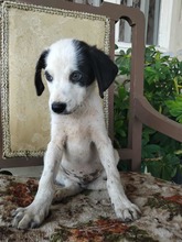 SNOOPY, Hund, Mischlingshund in Griechenland - Bild 3