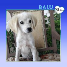 BALU, Hund, Mischlingshund in Griechenland - Bild 1