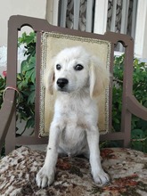 BALU, Hund, Mischlingshund in Griechenland - Bild 2