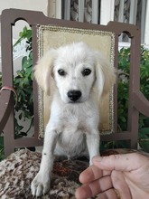 BALU, Hund, Mischlingshund in Griechenland - Bild 3