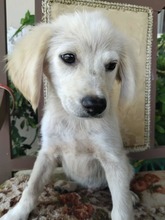 BALU, Hund, Mischlingshund in Griechenland - Bild 4