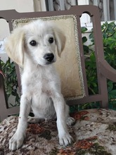 BALU, Hund, Mischlingshund in Griechenland - Bild 5