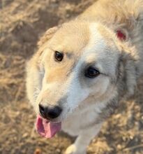 UVETTA, Hund, Mischlingshund in Rumänien - Bild 2