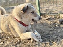 UVETTA, Hund, Mischlingshund in Rumänien - Bild 3