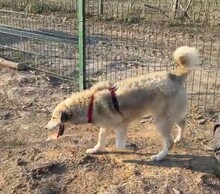UVETTA, Hund, Mischlingshund in Rumänien - Bild 5