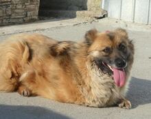 MÖPPI, Hund, Mischlingshund in Rumänien - Bild 1