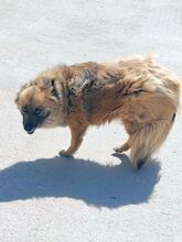 MÖPPI, Hund, Mischlingshund in Rumänien - Bild 2