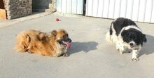 MÖPPI, Hund, Mischlingshund in Rumänien - Bild 4