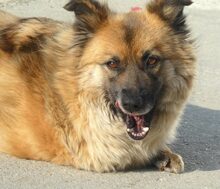 MÖPPI, Hund, Mischlingshund in Rumänien - Bild 6