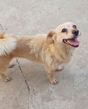 MIEP, Hund, Mischlingshund in Rumänien - Bild 3