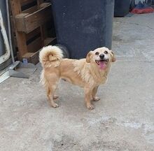 MIEP, Hund, Mischlingshund in Rumänien - Bild 4