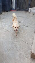 MIEP, Hund, Mischlingshund in Rumänien - Bild 5
