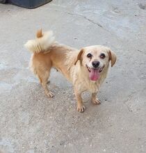 MIEP, Hund, Mischlingshund in Rumänien - Bild 6