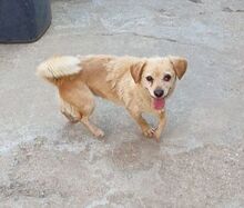 MIEP, Hund, Mischlingshund in Rumänien - Bild 7
