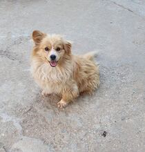 LEVI, Hund, Mischlingshund in Rumänien - Bild 3
