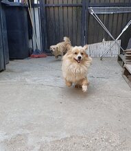 LEVI, Hund, Mischlingshund in Rumänien - Bild 4