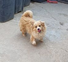LEVI, Hund, Mischlingshund in Rumänien - Bild 5