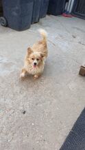 LEVI, Hund, Mischlingshund in Rumänien - Bild 6